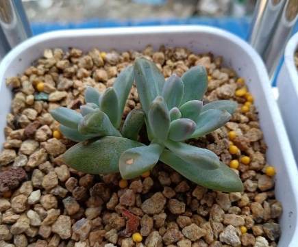 多肉植物燈推薦