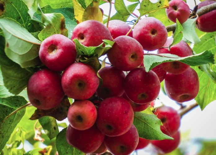 海棠果營養價值