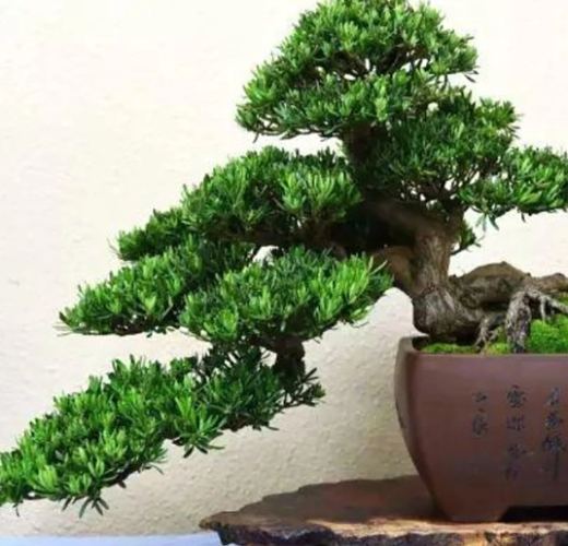 罗汉松塑形方法 罗汉松塑形方法