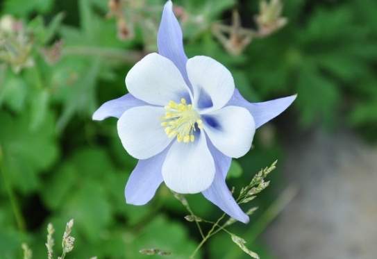 五瓣花圖鑑 五瓣花圖鑑