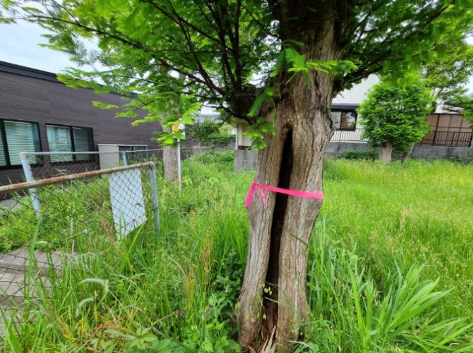 樹木養護技巧 樹木養護技巧