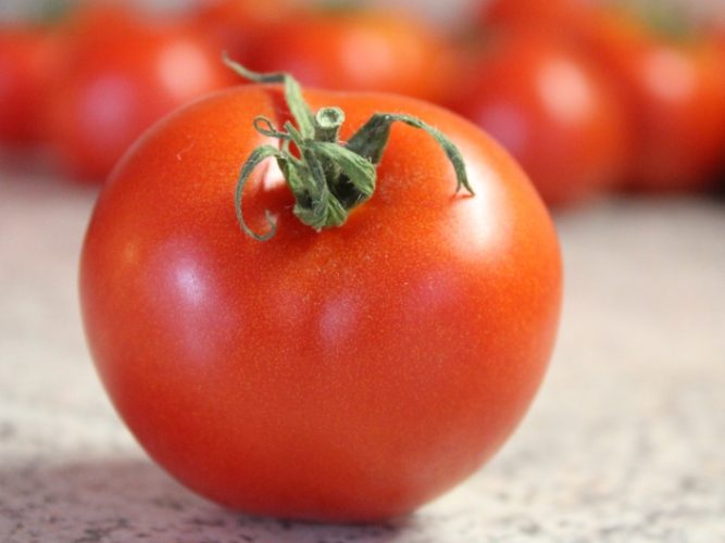 蕃茄種植技巧 蕃茄種植技巧