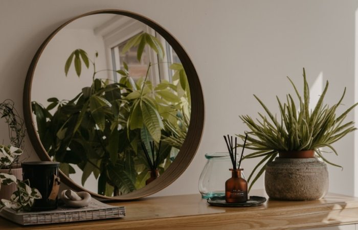 植物換盆後照顧