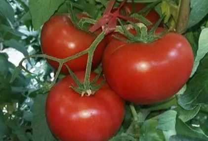 番茄種子品種 番茄種子品種