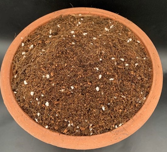 植物移植後照顧 植物移植後照顧