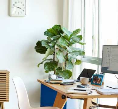 辦公室花卉風水 辦公室花卉風水