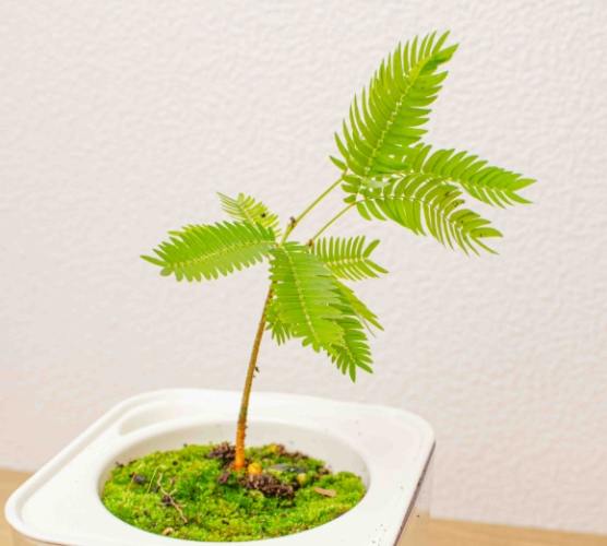 小豆樹養護 小豆樹養護