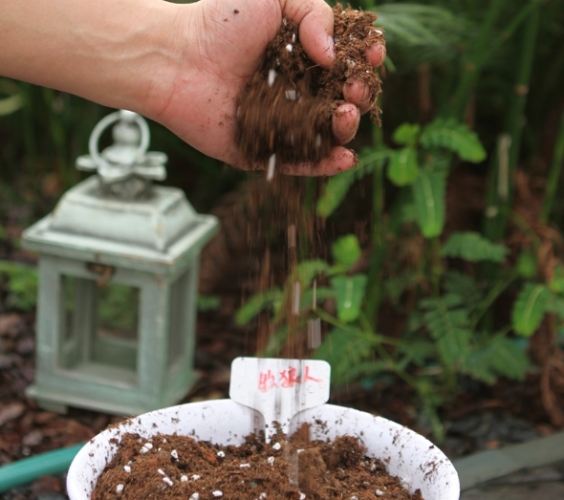 盆栽換土方法 盆栽換土方法