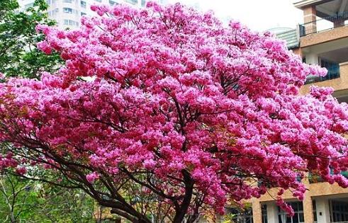 台灣常見四季花樹