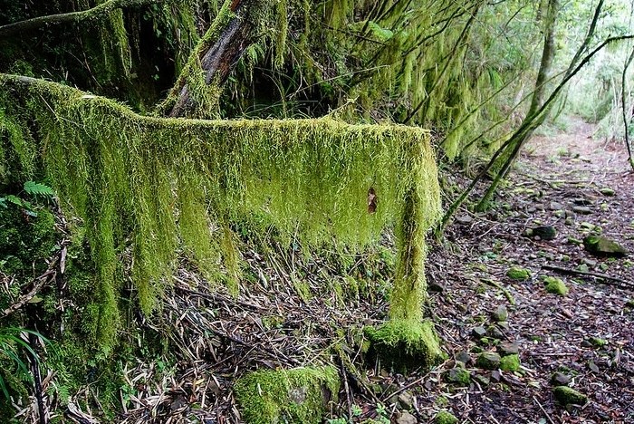 松蘿綁法教學 松蘿綁法教學