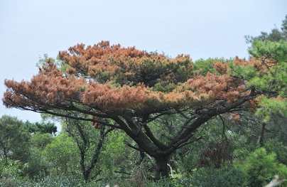 松樹病害
