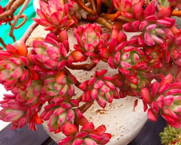 多肉植物土香港推薦 多肉植物土香港推薦