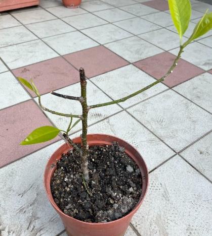 玉蘭花盆栽 玉蘭花盆栽