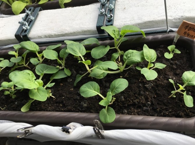 阳台种菜 阳台种菜