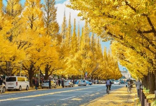 銀杏種子發芽技巧 銀杏種子發芽技巧