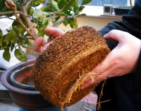 植物土壤配方 植物土壤配方