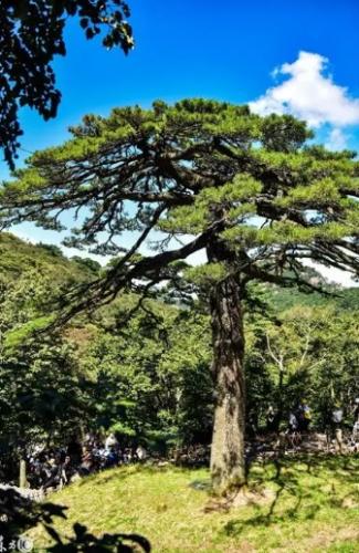 黑松日照不足處理