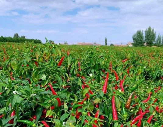 辣椒病虫害防治 辣椒病虫害防治