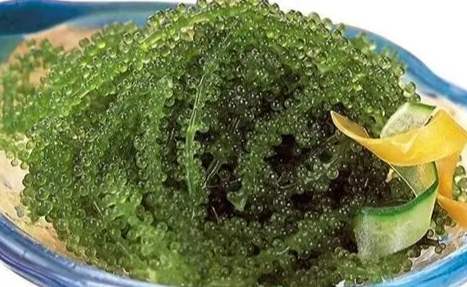 海葡萄 入境 規定