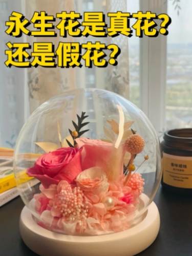永生花 真假