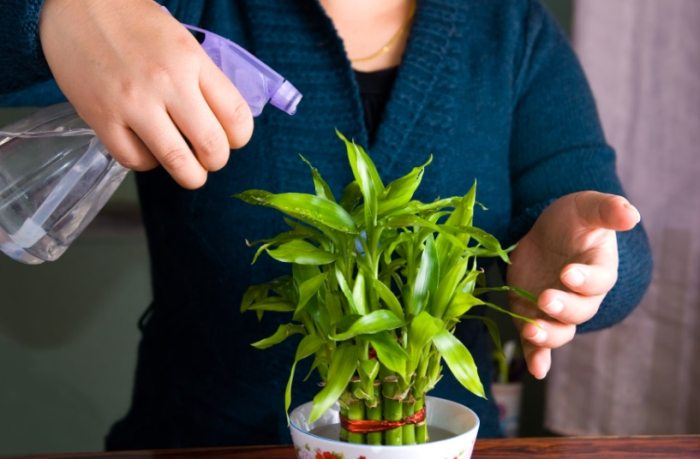 發財樹富貴竹差別