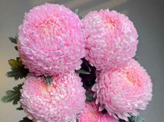 牡丹菊養護技巧 牡丹菊養護技巧