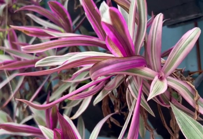 彩葉蚌蘭照顧 彩葉蚌蘭照顧