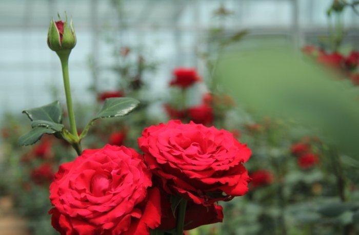 玫瑰葉子變黃 玫瑰葉子變黃