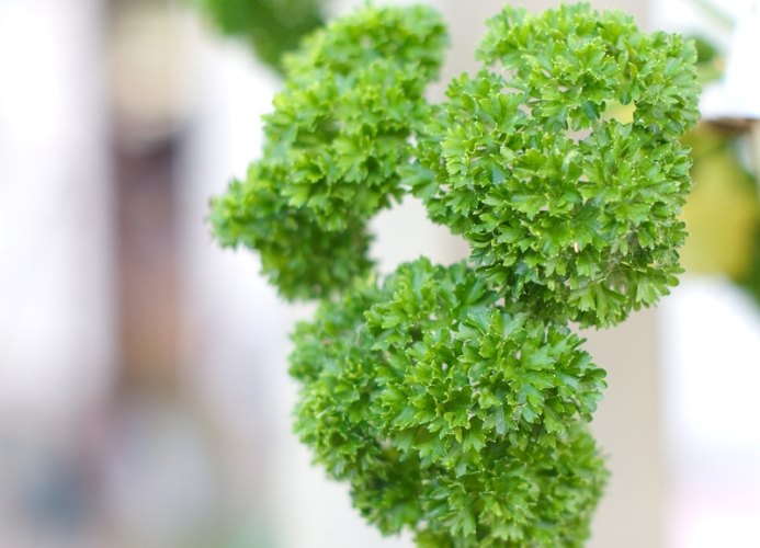 巴西里病虫害防治 巴西里病虫害防治