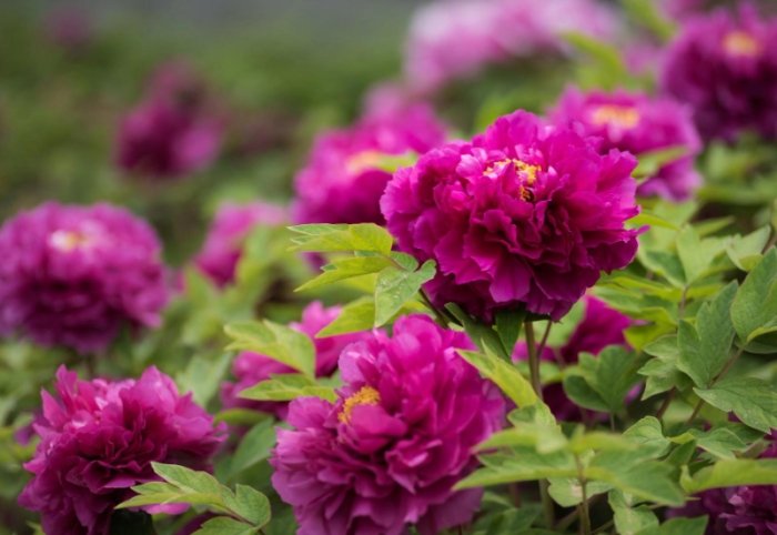 牡丹種子發芽方法