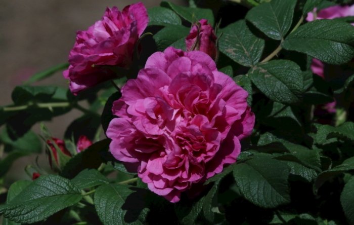 玫瑰花黃葉 玫瑰花黃葉