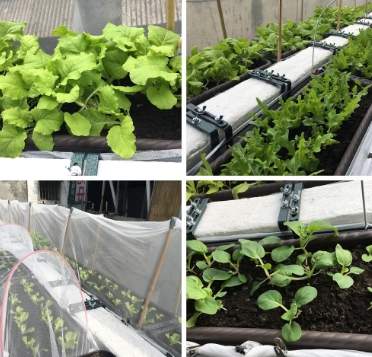 半日照蔬菜 半日照蔬菜