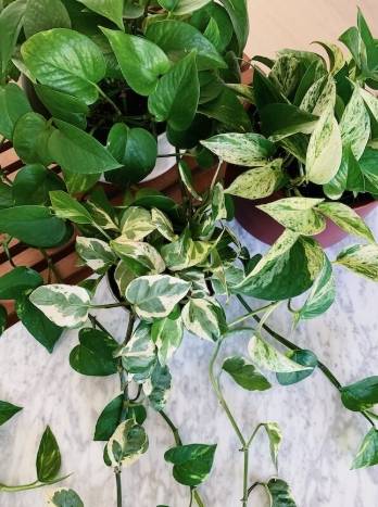 黃金葛養護方法 黃金葛養護方法