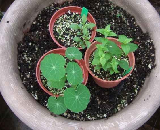 長壽梅養護技巧