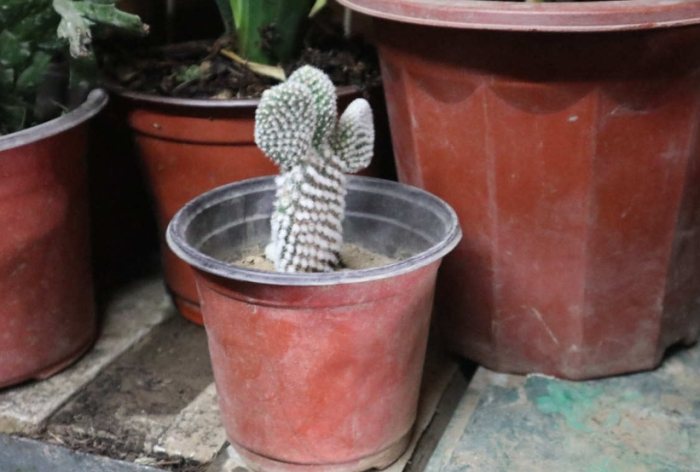 仙人掌肥料選擇 仙人掌肥料選擇