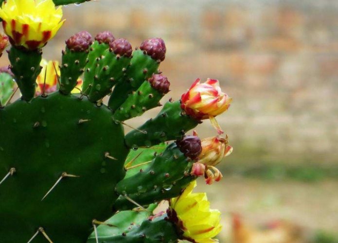 仙人掌急救方法 仙人掌急救方法