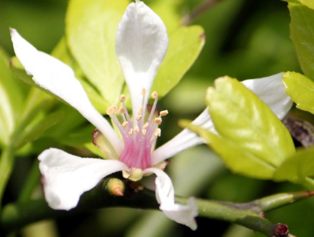 枳花功效 枳花功效