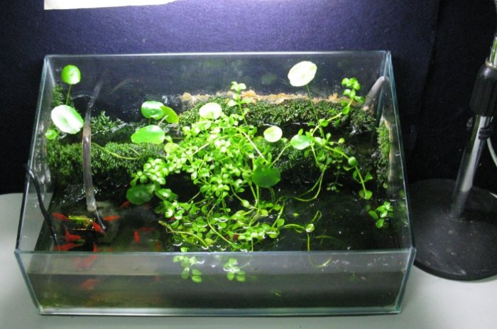 魚菜共生適合植物