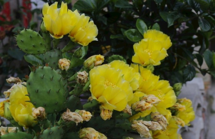 仙人掌養護技巧