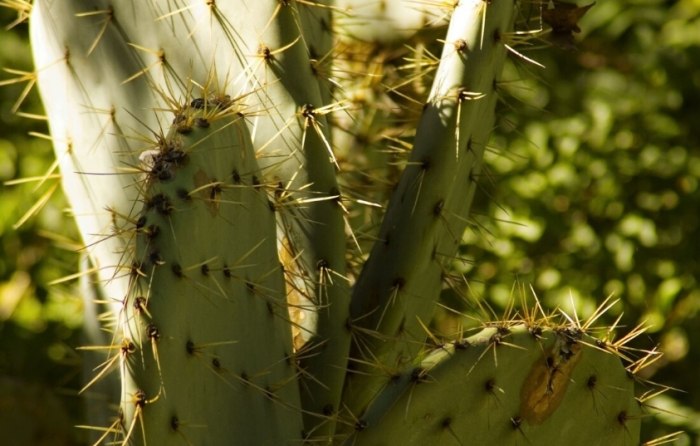 仙人掌倒伏 仙人掌倒伏