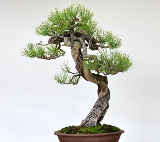 松樹病蟲害防治