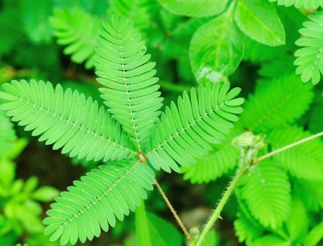 含羞草貓中毒 含羞草貓中毒