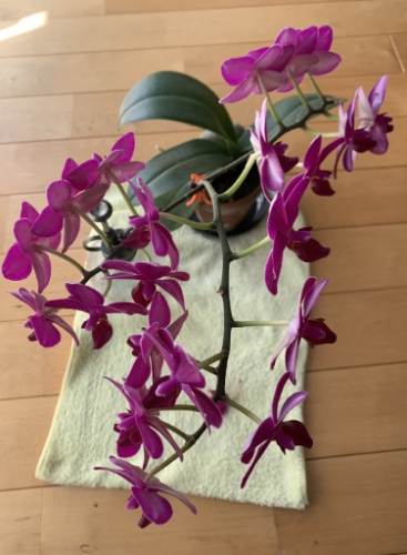 蘭花急救方法 蘭花急救方法