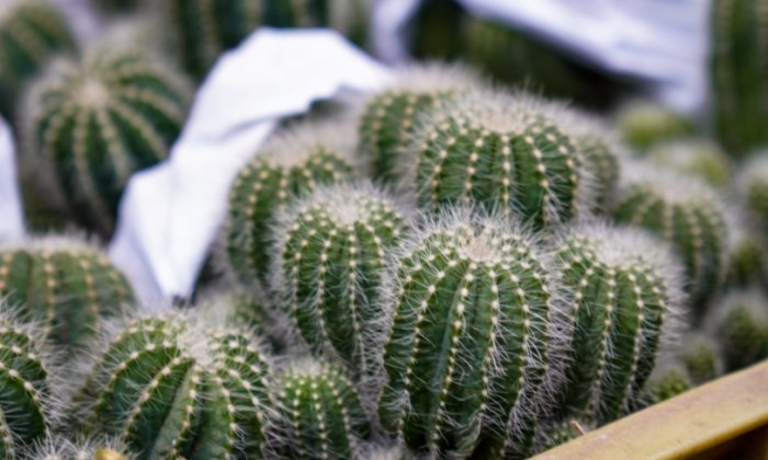 仙人掌病害處理 仙人掌病害處理