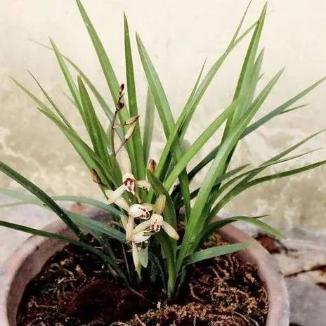 蘭花栽培土 蘭花栽培土