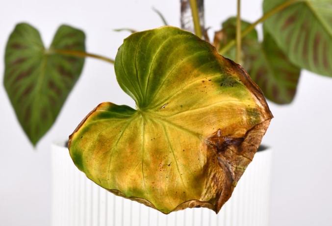 植物葉尖枯黃原因