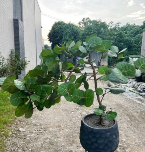 海葡萄植物種植