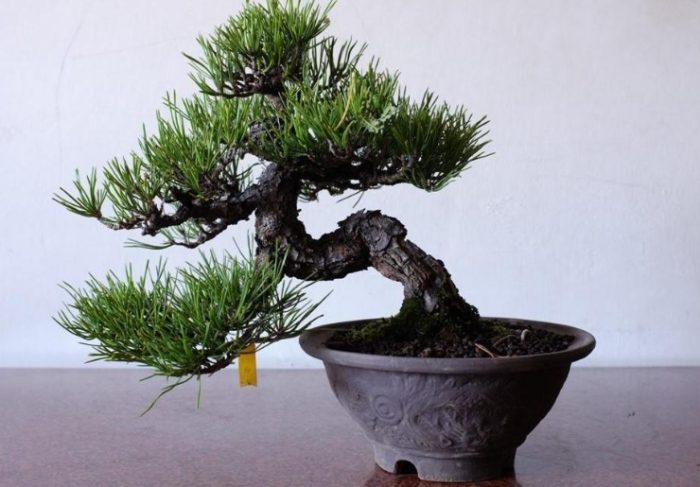 黑松果實功效 黑松果實功效