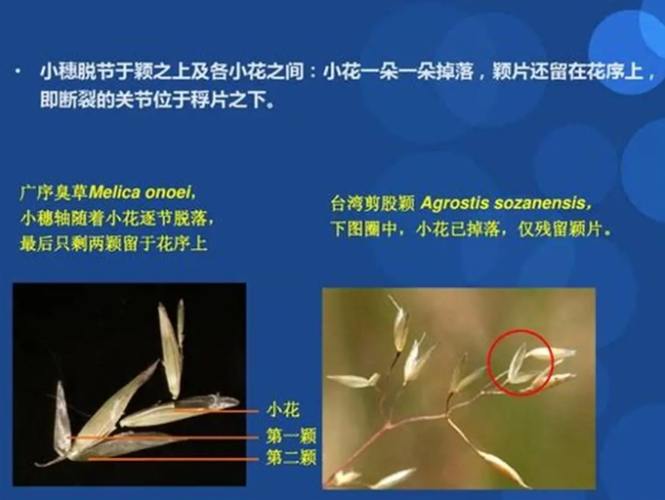 莎草科植物特征 莎草科植物特征