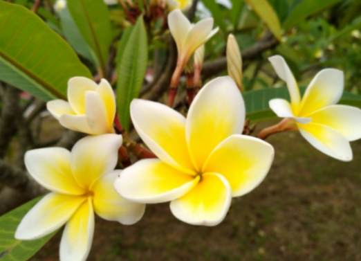 常見五瓣花 常見五瓣花